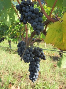 The first Merlot fruit in Hourcat Centre, prior to harvest 2012