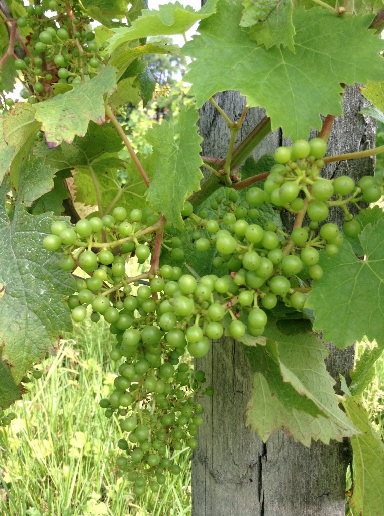 A bunch of young green CabFranc grape berries in the Hourcat Sud vineyard