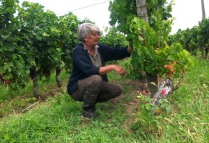 Pascale inspects the Merlot vines 