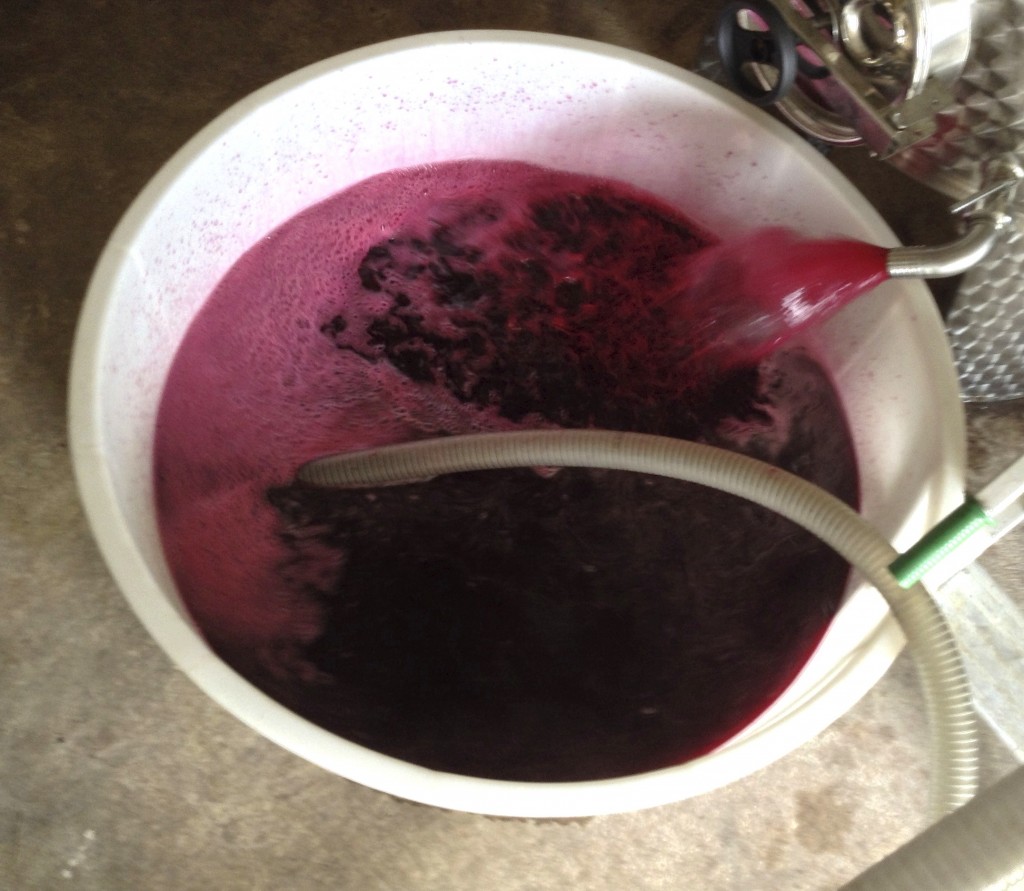 The wonderful bright colour of CabFranc shows from the start!