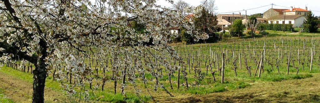 Spring arrives in Hourcat Sud - our Cabernet Franc block in Cardan Bordeaux... as viewed from Cherry Tree Corner.