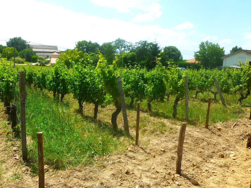 "Old Vine Block" Merlot showing amazing vigour in 2014. 