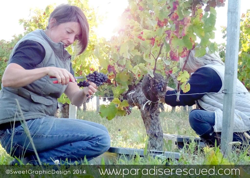 Albane and Pascale leading the Merlot harvest in the Old Vine Block, Cardan