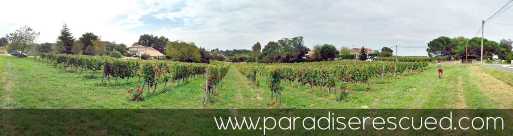 Panorama view across Hourcat Sud - the home of our beautiful Paradise Rescued Cabernet Franc