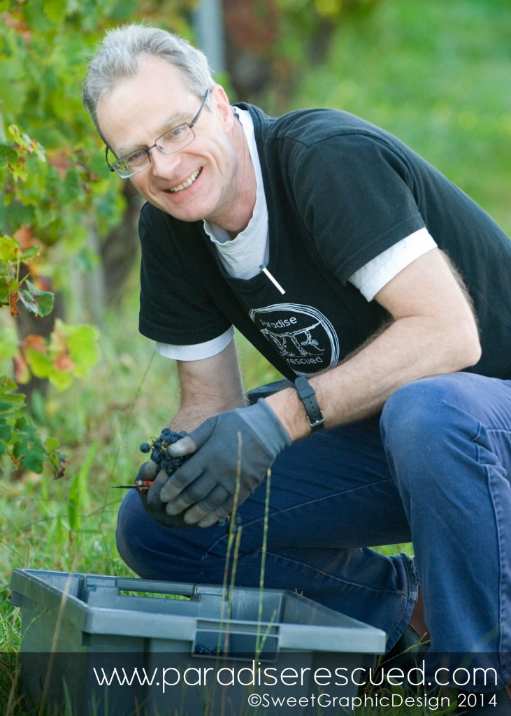 Paradise Rescued Founder Director David Stannard harvesting in the vineyard.