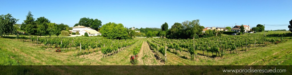 Panorama across the Paradise Rescued vineyards