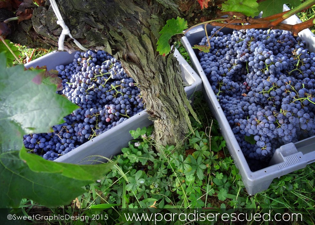 Two full boxes of Cabernet Franc grapes from the Paradise Rescued Hourcat Sud block in Cardan Bordeaux