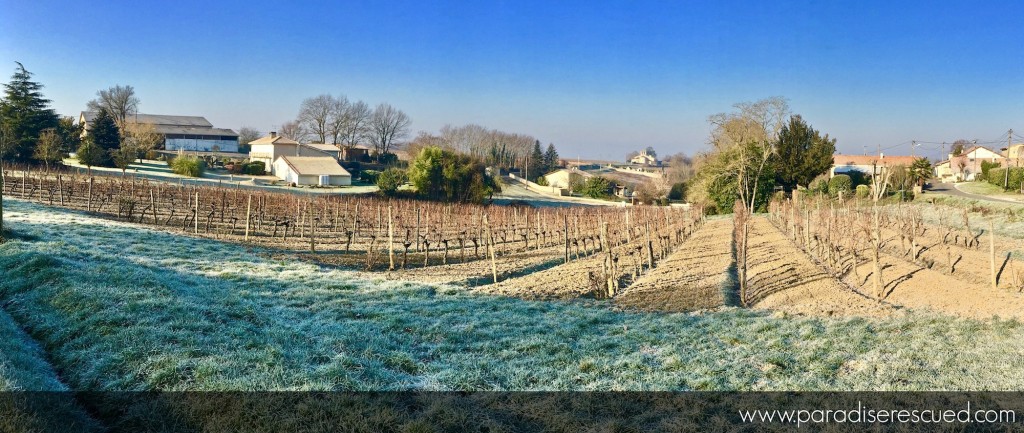 Winter morning view across the Paradise Rescued Cabernet Franc vineyard - the home of B1ockOne