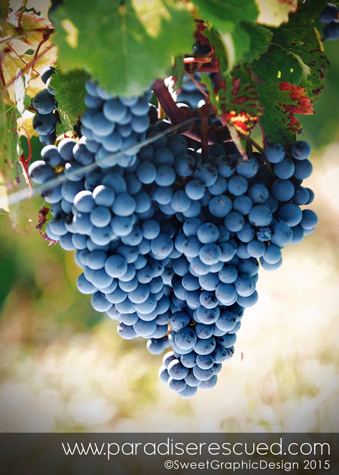 Mega cluster of Cabernet Franc grapes awaiting harvest
