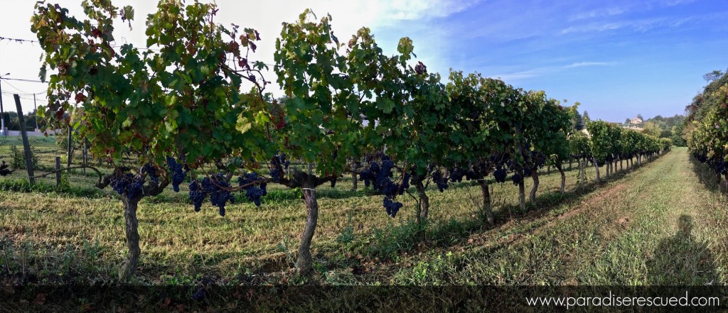 The Cabernet Franc fruit hangs ready to be harvested at Paradise Rescued.