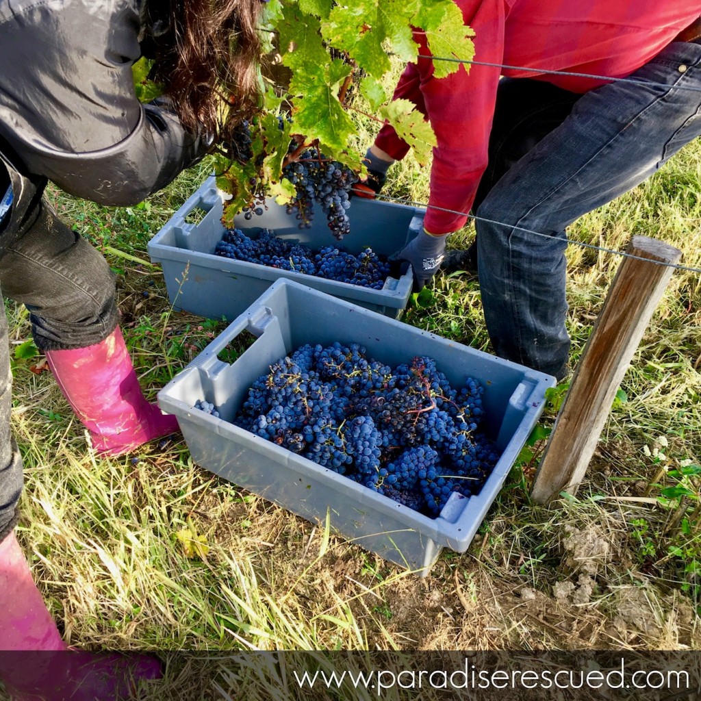 Harvest time at Paradise Rescued Hand cutting and selected the best Cabernet Franc fruit