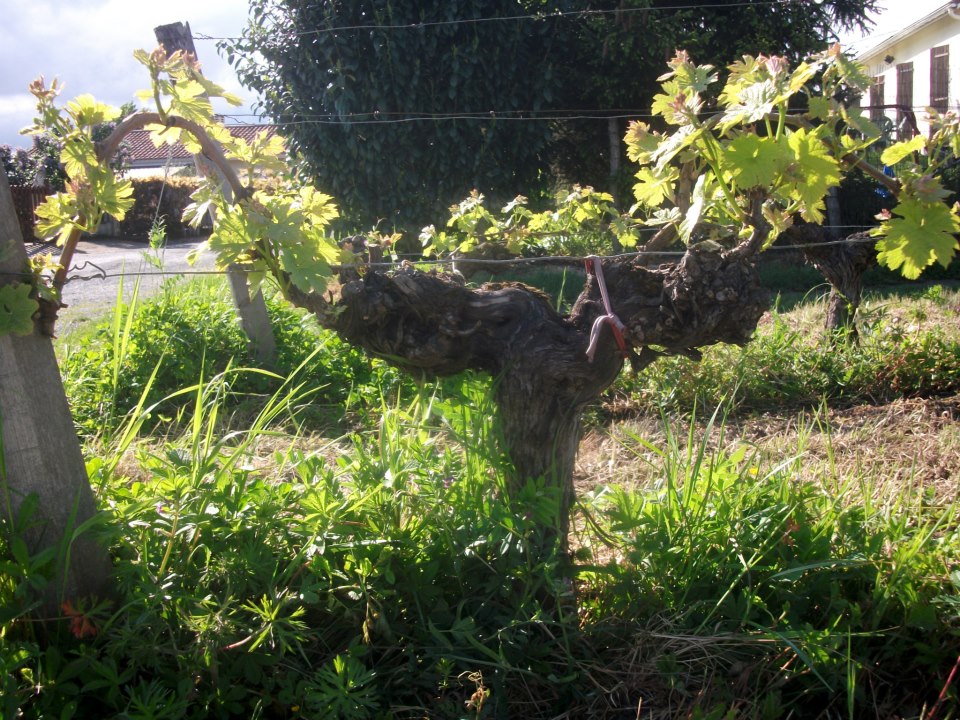 A 56yo Merlot vine starts the new season with vigour