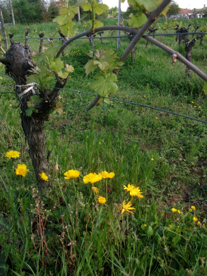 Wild flowers grow under the organic vine rows