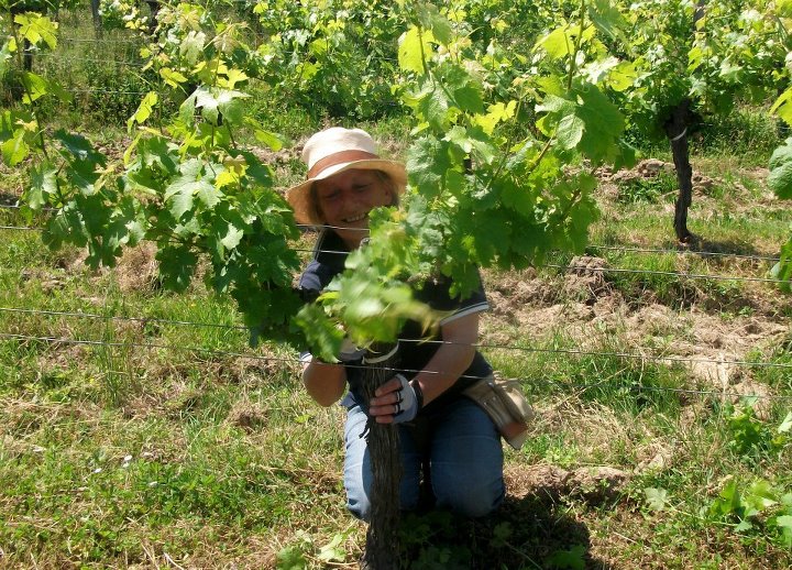 Our vigneronne Pascale provides careful hands on attention to every vine