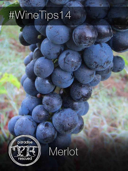 Merlot is the Magician of red grape wine varieties.