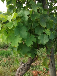 The health and vogour of the Cloud9 CabFranc vines is clearly evident.