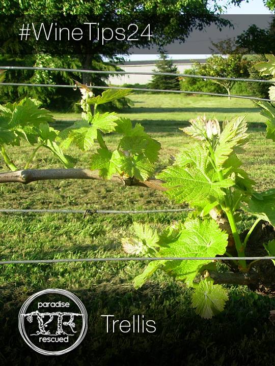 Selecting the appropriate trellis system depends on many local factors including climate.