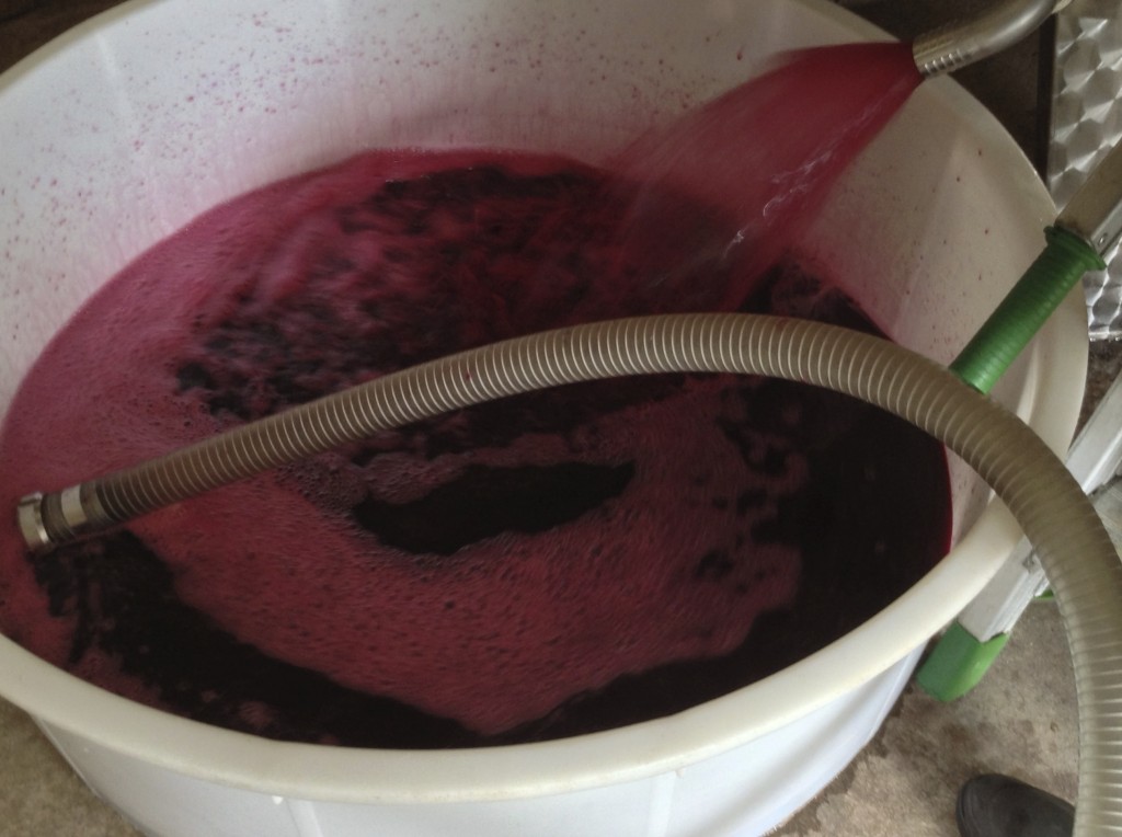 Aerating the juice from the vat prior during the daily pump over.
