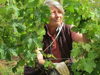 Pascale working hands on with the Cabernet Franc vines