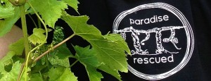 Paradise Rescued has specifically focussed on developing its niche micro-brand.