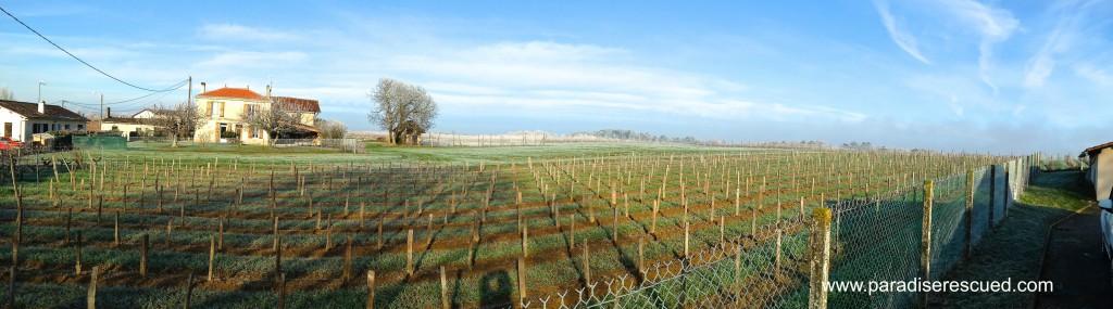 Westerly view across Hourcat Centre - the new home of Paradise Rescued Merlot