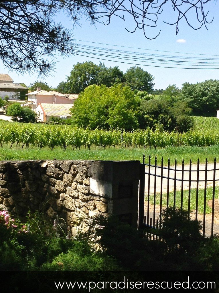 Looking out from the winery gates at Cardan, Bordeaux