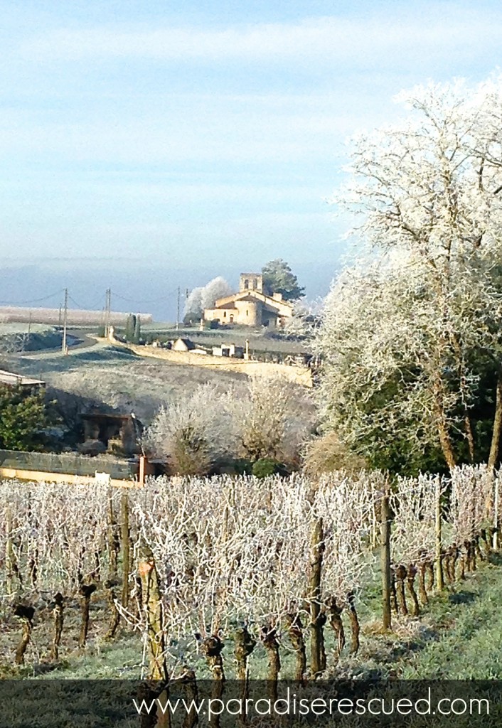 Winter Paradise – a frosty start in the Cabernet Franc vines