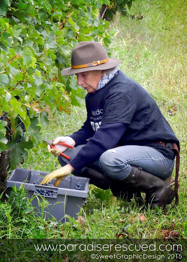 Magician and miracle maker. Vigneronne Pascale Bervas harvesting the Old Vine Block Merlot.