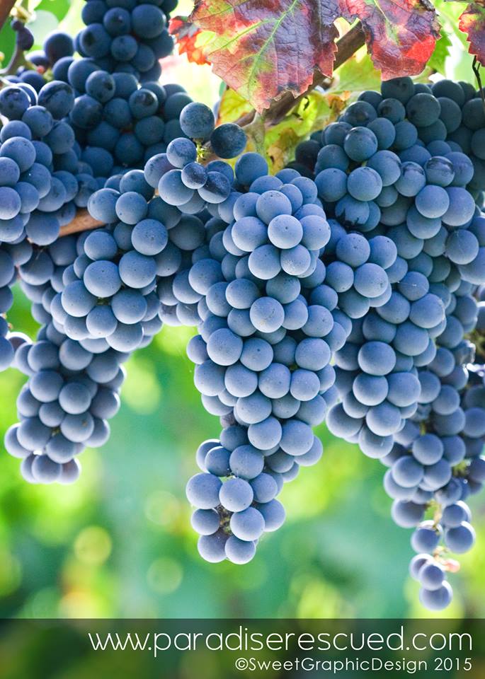 Cabernet Franc fruit ripening in the Paradise Rescued Bordeaux vineyard