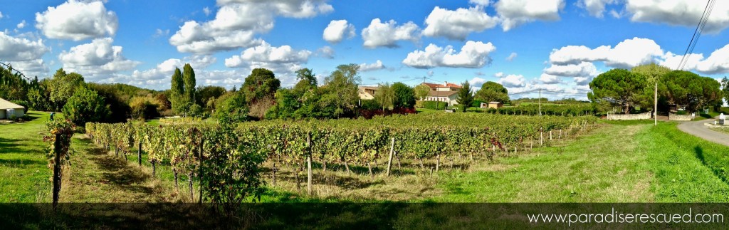 The view across the Paradise Rescued Cabernet Franc organic vineyards following the successful 2016 vintage. The home of Bordeaux B1ockOne varietal Cabernet Franc.