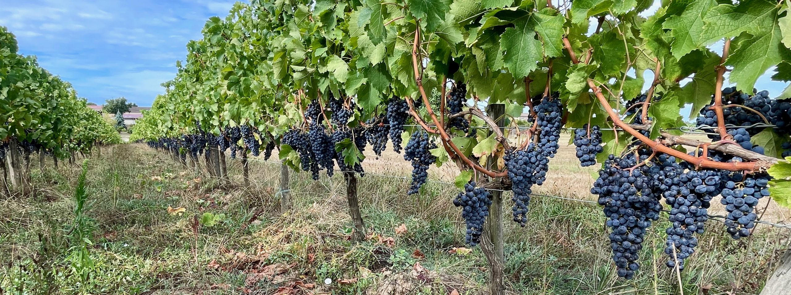 The Merlot fruit at Paradise Rescued 2022 - two weeks prior to harvest.