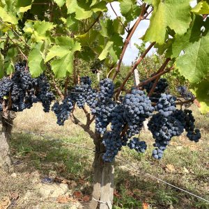 Ripe and ready to harvest - Paradise Rescued Cabernet Franc 2022